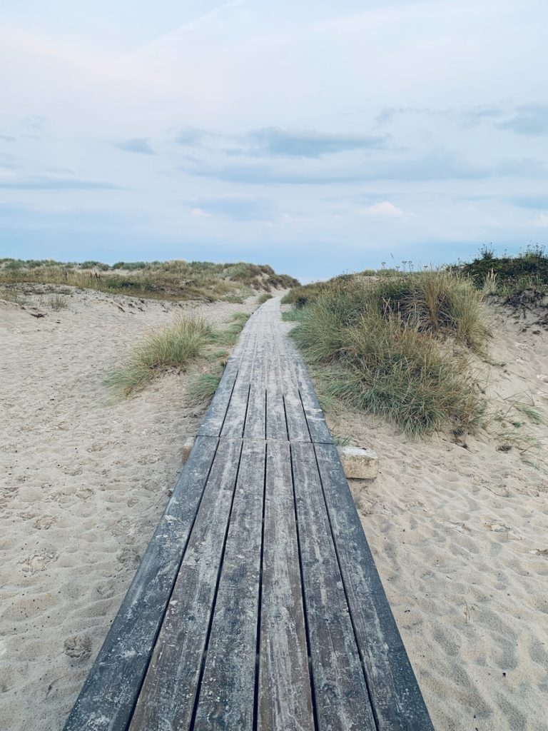 grey wooden pathway during daytime